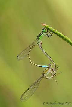 Ischnura ramburii, mating pair